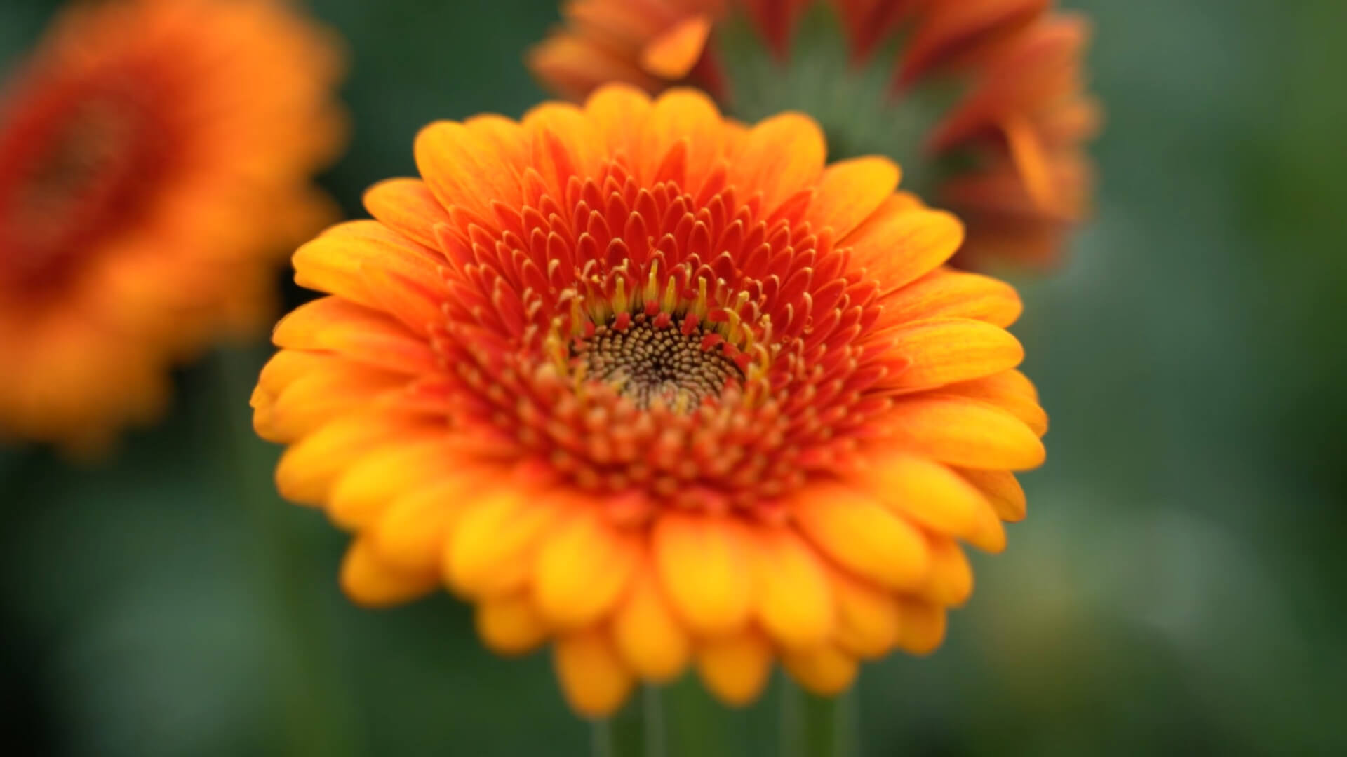 Oudijk Gerbera - Duurzaamheid - Promotional Video